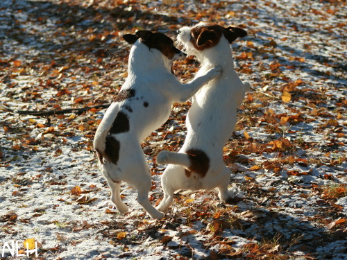 091031 Sissi, Inka.jpg - Inka & Sissi -painia